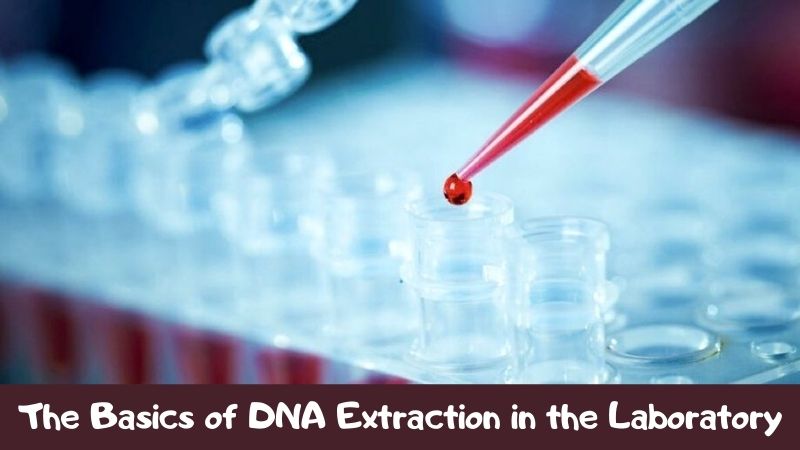 The Basics of DNA Extraction in the Laboratory