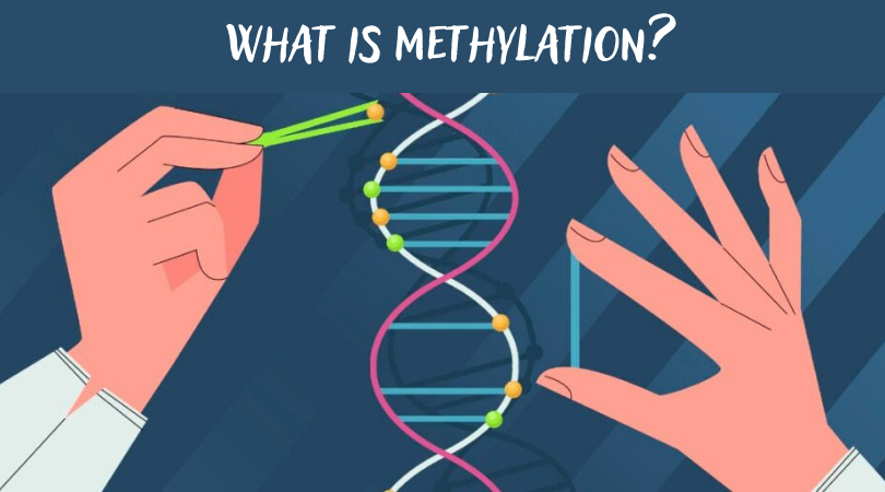 What is Methylation